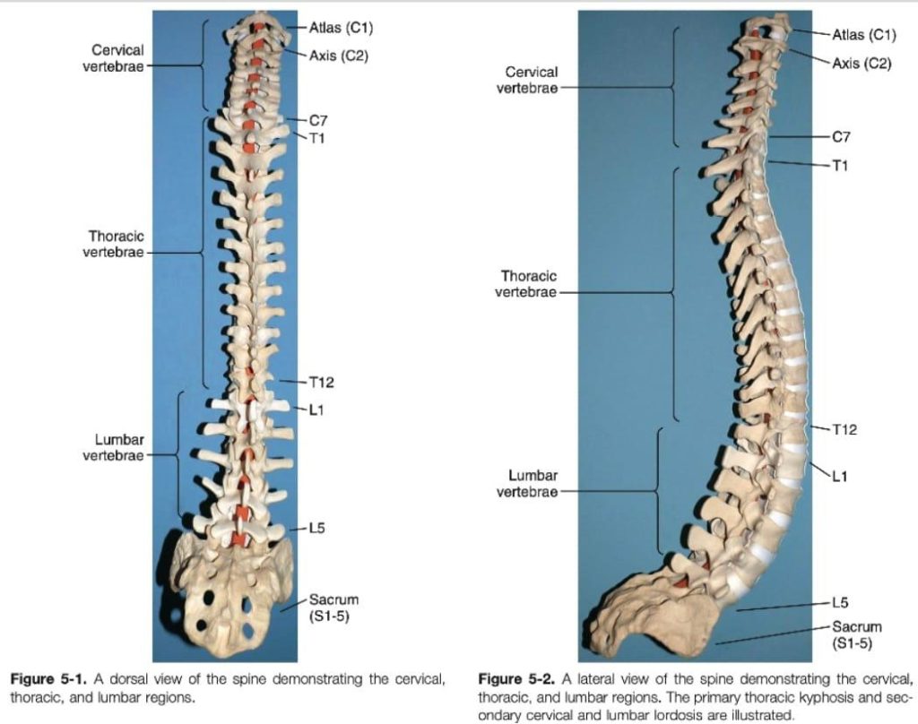 Columna vertebral desviada – Revista d'interés